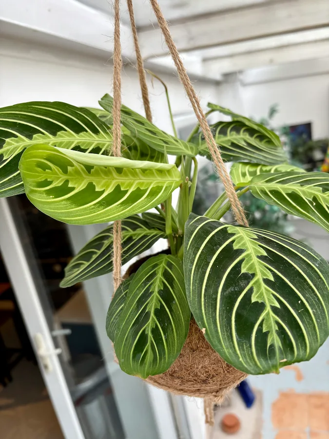 Hanging prayer plant in a coir pot with jute rope, showing dark green leaves with lime-green veining.