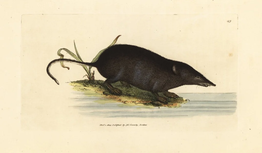 Hand-coloured natural-history illustration of a water shrew beside the edge of a stream.